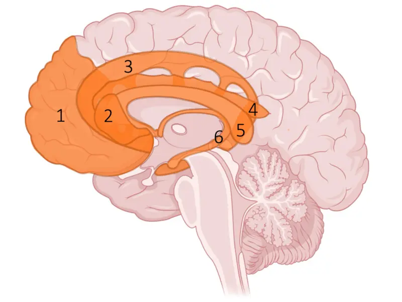 Cognitive